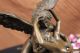 Elegante Bronze Liebhaber Amor Psyche Romantik Skulptur Figur - Kultur Große Antike Bild 11