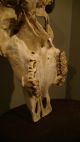 Schöner,  Grosser Stier Bullen Schädel Skull,  Horn,  Tier Präparat,  Kapitales Tier Antike Bild 6