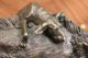 Unterzeichnet Bronze Marmor Wildschwein Hunde Zur Jagd Tier Sculpture Abbildung Antike Bild 6