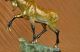 Hot Gusshandgefertigte Wilden Elch - Sammler Ausgabe/nummerierte Bronze Sculpture Antike Bild 3