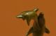 Unterzeichnet Ferdinand Pautrot Delfine Wasserwelt Bronze Heiß Guss Skulp.  Figur Antike Bild 6