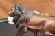 Unterzeichnet Moigniez Bronze - Löwen Skulptur Statue Figurine Figur Tiertier - Art Antike Bild 11