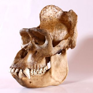 Männlicher Gorilla Schädel,  Affenschädel,  Lebensgroß,  Replikat Bild