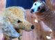 Antik Dackel Lebensgroß Spielzeug Gut Erhalten Süß Stofftiere & Teddybären Bild 1
