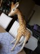 Alte Steiff Giraffe 50cm Geschlossener Mund Mohair Steiff Tier Knopf /fahne Tiere Bild 1