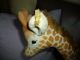 Alte Steiff Giraffe 50cm Geschlossener Mund Mohair Steiff Tier Knopf /fahne Tiere Bild 2