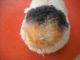 Altes Meerschweinchen Swinny Lebensgroß 20 Cm Ohne Knopf Tiere Bild 1