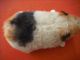 Altes Meerschweinchen Swinny Lebensgroß 20 Cm Ohne Knopf Tiere Bild 2