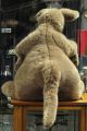 Grosses Sigikid Känguru Mutter & Kind Suchen Neues Zuhause Stofftiere & Teddybären Bild 2