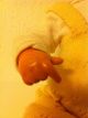 Antike Alte Baby Puppe Mit Sprechfunktion Mit Beweglichen Kopf Arme Und Beine Puppen & Zubehör Bild 2