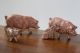 Schweine Familie,  4 Stück,  Elastolin,  Rar,  Natur,  Figur,  Tiere Elastolin & Lineol Bild 1