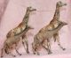 Giraffen Familie,  4 Stück,  Elastolin,  Rar,  Natur,  Figur,  Tiere Elastolin & Lineol Bild 1