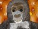 Steiff Großer Affe Gora Gorilla Orang Utan Mit Knopf Fahne 0540/60 0540 60 Steiff Bild 1
