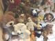 70 Teile Und Mehr Stofftiere Teddybären Konvolut Hermann Hund Und Steiff Teddy Stofftiere & Teddybären Bild 1