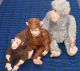3 Alte Affen - Mohair - Affenfamilie - 24 / 32 / 45 Cm - Bespielt Stofftiere & Teddybären Bild 1
