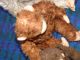 3 Alte Affen - Mohair - Affenfamilie - 24 / 32 / 45 Cm - Bespielt Stofftiere & Teddybären Bild 3