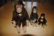 Steiff Knopf Im Ohr - Affenfamilie Jocko - 3 Stück - Alt - Gut Tiere Bild 1