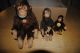Steiff Knopf Im Ohr - Affenfamilie Jocko - 3 Stück - Alt - Gut Tiere Bild 2