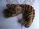 Steiff Tiger Liegender Tiger Bengal Kleiner Knopf Fahne 2317,  00 Brustschild Tiere Bild 3