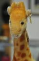 Süsse Steiff Giraffe Aus Den 60ern Sucht Neues Zuhause Stofftiere & Teddybären Bild 6