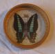 50er 60er : Tablett,  6 Glas - Untersetzer Schmetterlinge Butterfly Rattan Shabby 1960-1969 Bild 10