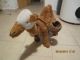 Kamel Stofftiere & Teddybären Bild 1