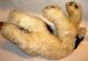 Steiff Cockie Cocker Spaniel Hund Kuscheltier Mit Schild 50/60er Jahre Ca.  37cm Tiere Bild 3