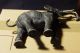 Lineol Elastolin Tiere Konvolut Massefiguren Afrika Elefant Gefertigt vor 1945 Bild 4