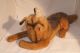 Großer Alter Steiff Schäferhund Arco Liegend,  Ca.  65 Cm Lang Stofftiere & Teddybären Bild 5