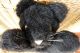 Grisly - Schwarze Katze Liegend,  Ca.  29cm,  Mit Markenknopf Stofftiere & Teddybären Bild 1
