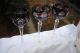 3 Weinrömer Bleikristallglas,  Weinglas,  Lila - Schleuderstern Kristall Bild 1