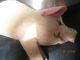 Steiff Schwein Hausschwein Ca 10 Cm Lang - Ca 45 Jahre Alt Stofftiere & Teddybären Bild 3
