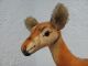 Sehr Hübsches Okapi Mit Sanftem Blick - Aus Streichelzartem Samt - 28 Cm Hoch Steiff Bild 4