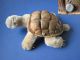 Steiff Schildkröte Turtle - 14cm Tiere Bild 1
