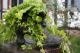 Blumentopf,  Pflanzgefäß,  Viktorianischer Stiefel,  Steinfigur Patiniert Steinguss Nostalgie- & Neuware Bild 10