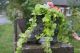 Blumentopf,  Pflanzgefäß,  Viktorianischer Stiefel,  Steinfigur Patiniert Steinguss Nostalgie- & Neuware Bild 8