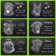 Grabstein Tiergrabstein Gedenkstein Hunde Hund - 016 Fotogravur ◄ 20 X 15 Cm Nostalgie- & Neuware Bild 1