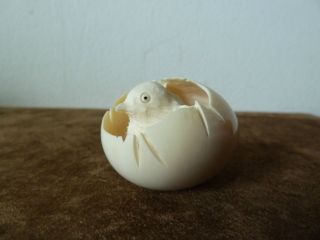Vogel Küken Im Ei Horn Bein Bild