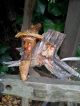 Sechs Wurzelmännchen,  Holzschnitzfiguren Holzarbeiten Bild 3