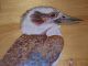 Holz Wandteller Handgemalter Vogel Australien Signiert G.  E.  Grambau (siehe Bilder) Holzarbeiten Bild 1