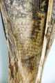 Absolute Rarität,  Scrimshaw Der Batak Aus Sumatra,  Amulett,  Schriftzeichen Antik Beinarbeiten Bild 4