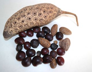 Sammlung Afrika Samen Und Verzierte Kalebasse O.  Kürbis O.  ä.  - Dekoration Bild