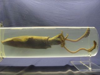 Tierpräparat Kalmar Ausgestopfter Tintenfisch Case4fish Tube 0,  5 M.  Lang Bild