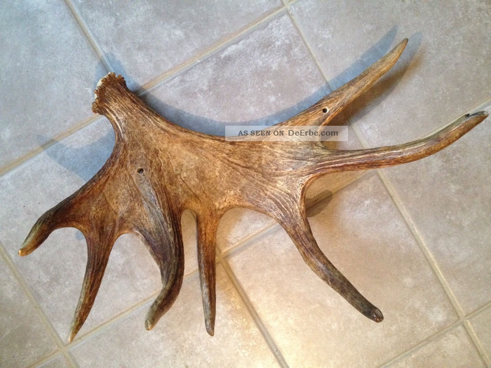 Kapitale Elchschaufel 65cm X 43cm, Knapp 3kg Abwurfstange