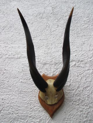 Zwei Antilopengeweihe Antilope Geweih Horn Bild