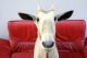 - Riesige Kudu Trophäe - Geweih Antilope Gnu Oryx Afrika Weihnachtsgeschenk Trophy Jagd & Fischen Bild 1