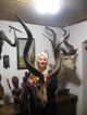 Kapitaler Großer Kudu Gehörn Kuduantilope Auf Dekobrett Antilope Afrika Gazelle Jagd & Fischen Bild 4