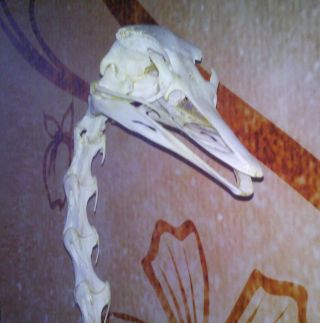 Schädel Präparat,  Halswirbel Skelett Strauß Taxidermy Struthio Camelus 45cm Bild