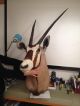 Jagdtrophäe Kopfpräparat Oryxantilope Jagd & Fischen Bild 1