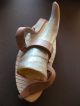 Großes Horn - Als Vase,  Behälter Oder Trinkhorn Auf Holzbrettchen Jagd & Fischen Bild 3